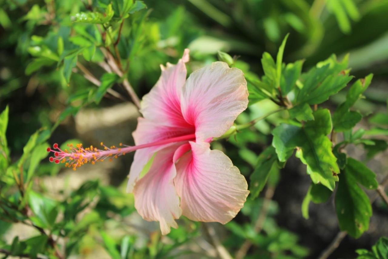 B Happy Resort - Sha Extraplus Kamala Beach Buitenkant foto